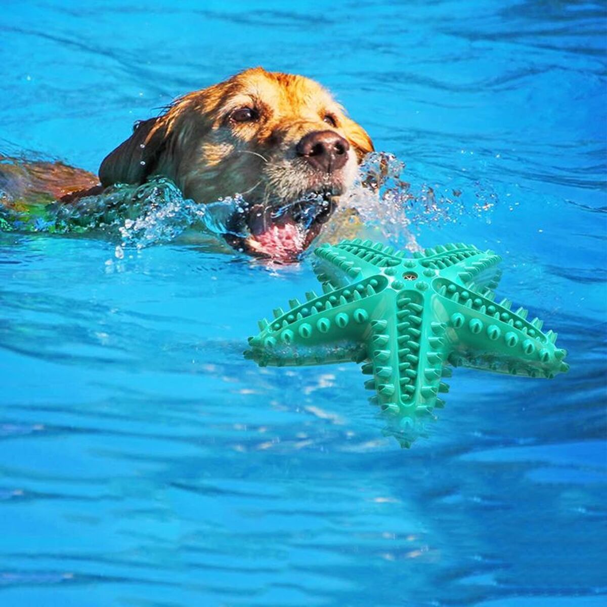 Star fish chew toy - PAWCommand