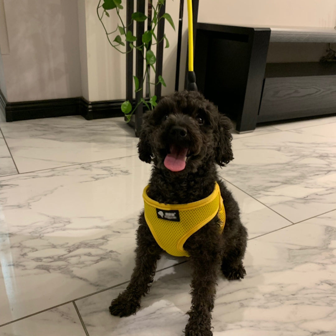 Dog leash & Harness Combo - PAWCommand